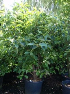 Beverboom (Magnolia Soulangeana) 17 Beverboom (Magnolia Soulangeana) -Groene Wereld 20101217150923 10