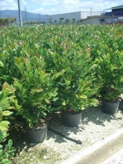 Stermagnolia (Magnolia Stellata) -Groene Wereld 20101217151009 13 1