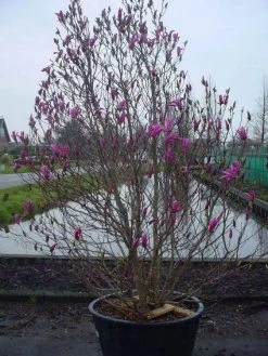 Beverboom, Struik (Magnolia Susan) -Groene Wereld 20101217151122 10 3