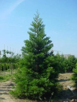 Mammoetboom (Sequoiadendron Giganteum) -Groene Wereld 20101217160943 9