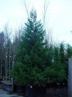 Mammoetboom (Sequoiadendron Giganteum) -Groene Wereld 20101217160956 8