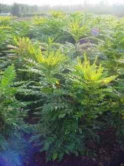 Mahoniestruik (Mahonia Media 'Winter Sun') 17 Mahoniestruik (Mahonia Media 'Winter Sun') -Groene Wereld 20101217162700 11