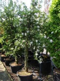 Appelboom (Malus Domestica ) -Groene Wereld 20101217164407 5