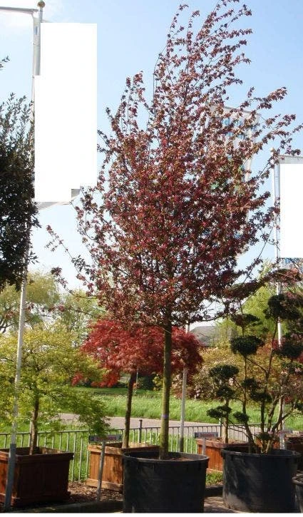 Sierappel (Malus 'Profusion' ) 3 Sierappel (Malus 'Profusion' )