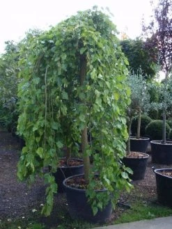 Moerbei Als Treurboom (Morus Alba 'Pendula') -Groene Wereld 20101217170434 9 1