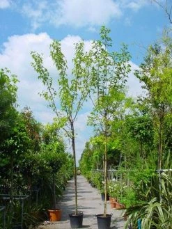 Zwarte Moerbei Als Boom (Morus Nigra) -Groene Wereld 20101217171258 8