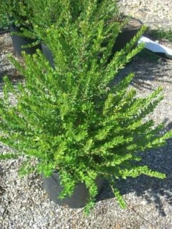 Dwergmirte (Myrtus Communis 'Tarentina') -Groene Wereld 20101217172218 2