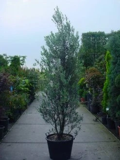 Olijf Als Struik (Olea Europaea) -Groene Wereld 20101220120639 9