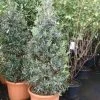Olijf (Olea Europaea 'Cipressino') -Groene Wereld 20101220133953 6 2