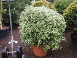 Schijnhulst In Bolvorm (Osmanthus Heterophyllus 'Goshiki')