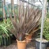 Nieuw Zeelands Vlas (Phormium Tenax 'Purpureum') -Groene Wereld 20101220145115 7