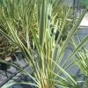 Nieuw Zeelands Vlas (Phormium Tenax 'Variegatum') -Groene Wereld 20101220145332 8