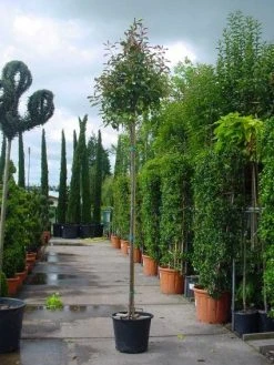 Glansmispel Als Boom (Photinia Fraseri 'Red Robin') 12 Glansmispel Als Boom (Photinia Fraseri 'Red Robin') -Groene Wereld 20101220152203 9