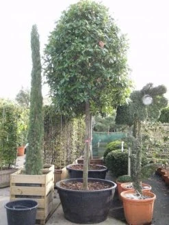 Glansmispel Als Boom (Photinia Fraseri 'Red Robin') -Groene Wereld 20101220152227 9 1