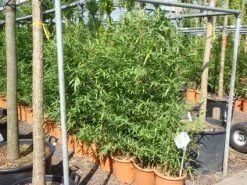 Bamboe (Phyllostachys Aurea) -Groene Wereld 20101220162232 13