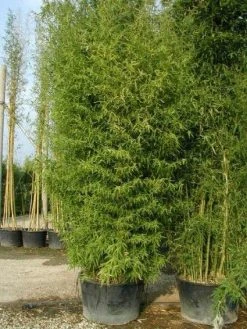 Bamboe (Phyllostachys Aurea) -Groene Wereld 20101220162254 13