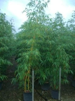 Bamboe (Phyllostachys Vivax 'Aureocaulis') 11 Bamboe (Phyllostachys Vivax 'Aureocaulis') -Groene Wereld 20101220170619 7 1