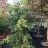 Kaukasische Spar (Picea Orientalis 'Aureospicata') -Groene Wereld 20101220171450 9