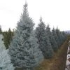 Amerikaanse Blauwe Spar (Picea Pungens 'Fat Albert') -Groene Wereld 20101220171738 7