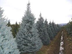 Amerikaanse Blauwe Spar (Picea Pungens 'Fat Albert')
