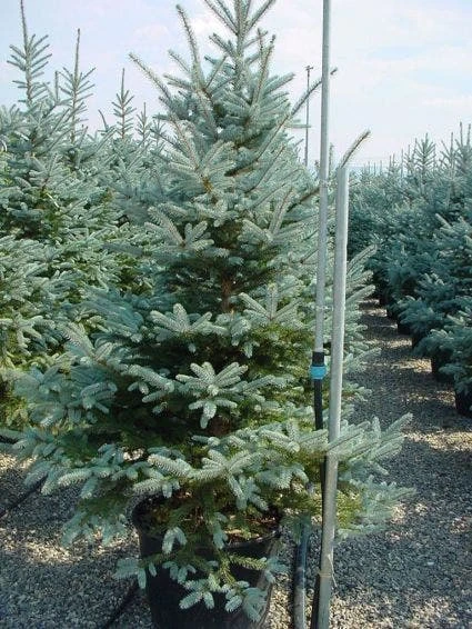 Zilverden (Picea Pungens 'Koster') 3 Zilverden (Picea Pungens 'Koster')