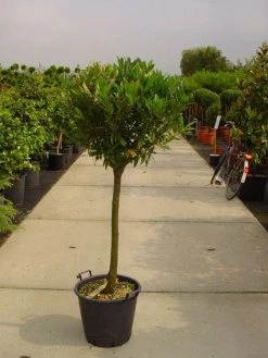 Laurierkers Op Stam (Prunus Laurocerasus 'Otto Luyken') -Groene Wereld 20101221104726 2