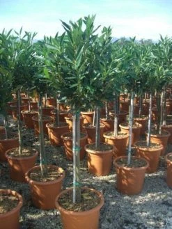 Laurierkers Op Stam (Prunus Laurocerasus 'Otto Luyken')