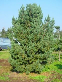 Alpenden (Pinus Cembra) -Groene Wereld 20101221111011 10