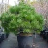 Bolvormige Den (Pinus Nigra 'Brepo') -Groene Wereld 20101221121038 4
