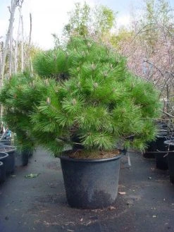 Bolvormige Den (Pinus Nigra 'Brepo')