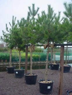 Oostenrijkse Den Als Boom (Pinus Nigra Nigra) -Groene Wereld 20101221121144 16