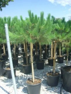 Parasolden Op Stam (Pinus Pinea) -Groene Wereld 20101221123737 4 1