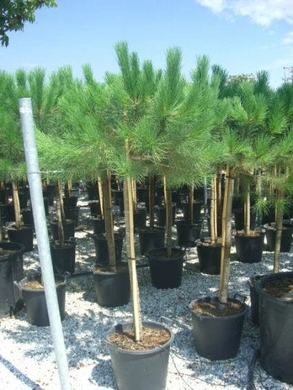 Parasolden Op Stam (Pinus Pinea) 4 Parasolden Op Stam (Pinus Pinea) - Afbeelding 2