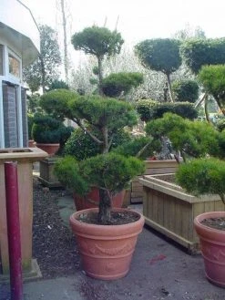 Grove Den Als Bonsai (Pinus Sylvestris) 7 Grove Den Als Bonsai (Pinus Sylvestris) -Groene Wereld 20101221133922 2 2