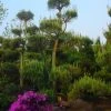 Grove Den Als Bonsai (Pinus Sylvestris) -Groene Wereld 20101221133944 2