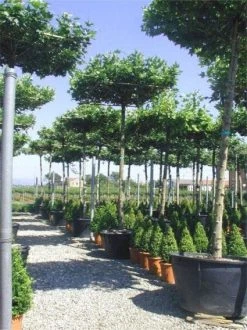 Dakplataan (Platanus Hispanica ) -Groene Wereld 20101221142257 16