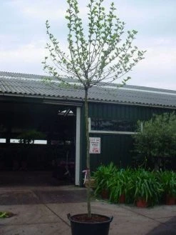 Bolplataan (Platanus 'Alphen's Globe') -Groene Wereld 20101221145809 8