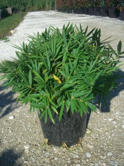 Bamboe (Pleioblastus Pygmaeus) 4 Bamboe (Pleioblastus Pygmaeus) - Afbeelding 2