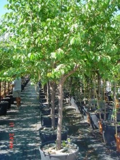 Amandelboom (Prunus Dulcis) -Groene Wereld 20101221155404 3