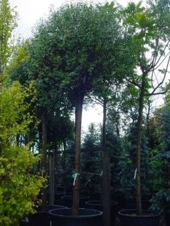 Bolprunus (Prunus Eminens 'Umbraculifera') -Groene Wereld 20101221155441 16