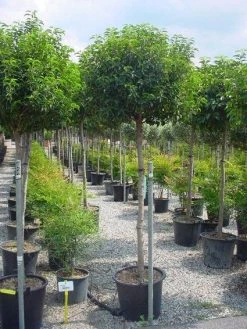 Portugese Laurier Op Stam (Prunus Lusitanica 'Angustifolia') 10 Portugese Laurier Op Stam (Prunus Lusitanica 'Angustifolia') -Groene Wereld 20101221164022 5 1