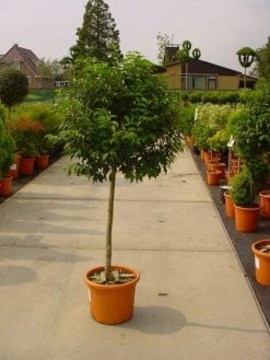 Portugese Laurier Op Stam (Prunus Lusitanica 'Angustifolia') 9 Portugese Laurier Op Stam (Prunus Lusitanica 'Angustifolia') -Groene Wereld 20101221164320 5 1