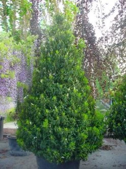 Portugese Laurier, Piramide (Prunus Lusitanica ) -Groene Wereld 20101221164936 8