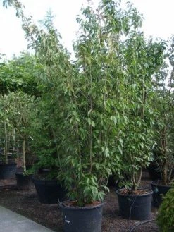 Sierkers, Struikvorm (Prunus Serrulata 'Kanzan') -Groene Wereld 20101224132249 9