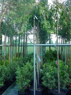 Japanse Treursierkers (Prunus 'Snow Fountain')