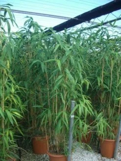 Bamboe (Pseudosasa Japonica) -Groene Wereld 20101224133625 11 1