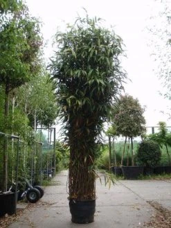Bamboe (Pseudosasa Japonica) -Groene Wereld 20101224133645 11 1