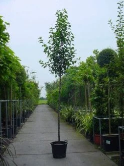 Chinese Sierpeer (Pyrus Calleryana 'Chanticleer') -Groene Wereld 20101224151019 19