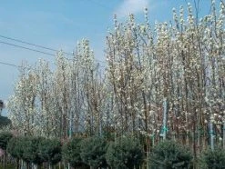 Chinese Sierpeer (Pyrus Calleryana 'Chanticleer') -Groene Wereld 20101224151150 19