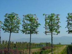 Sierpeer In Kubusvorm (Pyrus Calleryana 'Chanticleer') -Groene Wereld 20101224151445 1